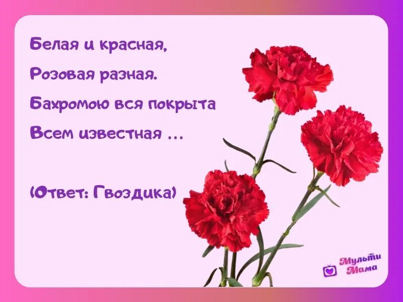 Загадка про гвоздику. Загадки про цветы гвоздики. Загадка о гвоздике. Загадка про гвоздику для детей. Гвоздика 1 класс