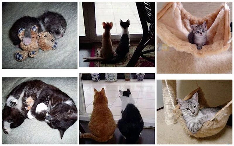 Много животных в квартире. Завели взрослую кошку. Куча кошек. Завели взрослую кошку. Кошка благодарит человека.