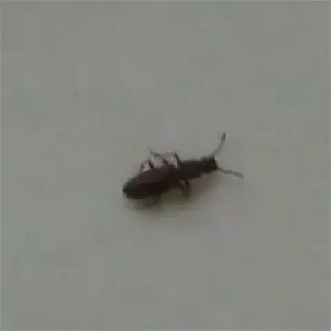 Черный жук мукоед. Жук мукоед рыжий. суринамский мукоед. личинка мукоеда.