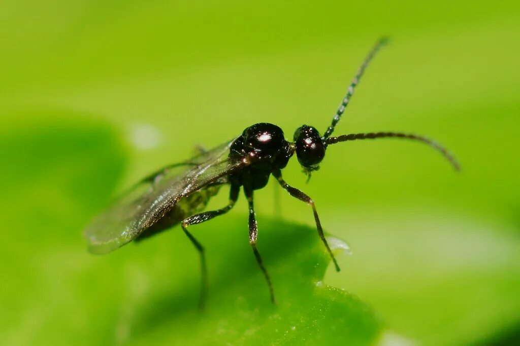 Оса Aphidius colemani. Афидиус колемани (Aphidius colemani). Афидиус энтомофаг. Наездник афидиус.