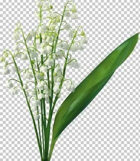 Ландыши без цветов