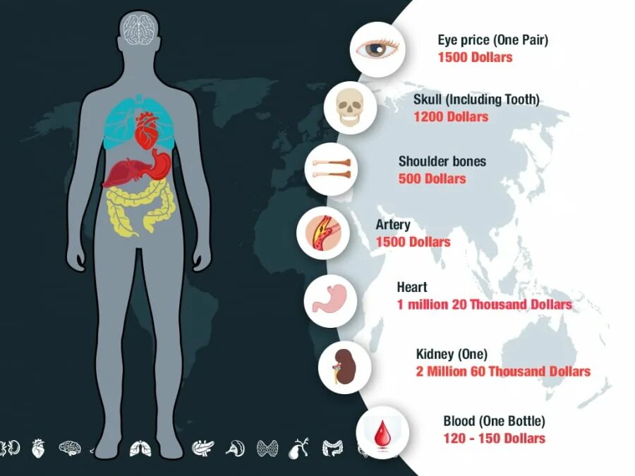 Самой дорогой орган человек. Черный рынок человеческих органов. Сколько стоят органы. Цена органов человека. Стоимость органов на рынке.