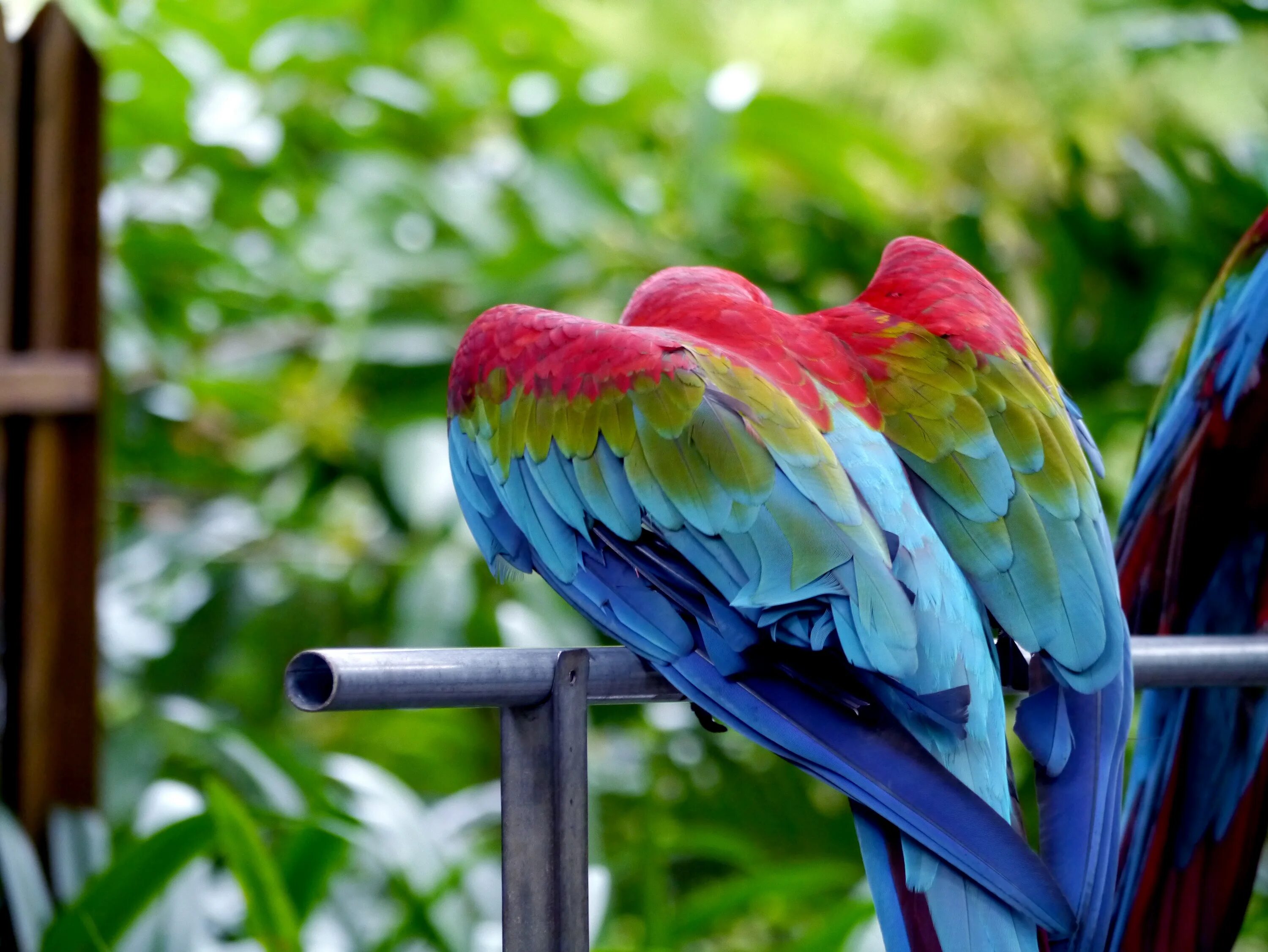 Зеленокрылый ара. Лазурный попугай. Необычные попугаи. Крыло попугая. Curl parrot