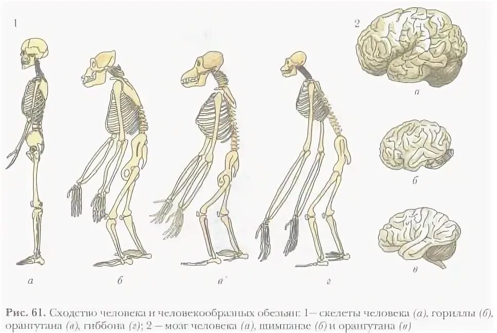 Отличие человека от животного скелет. Скелет человека и человекообразных обезьян. Отличие скелета человека от скелета человекообразных обезьян. Сходства и отличия человека и человекообразных обезьян. Скелет человекообразной человекообразной обезьяны.