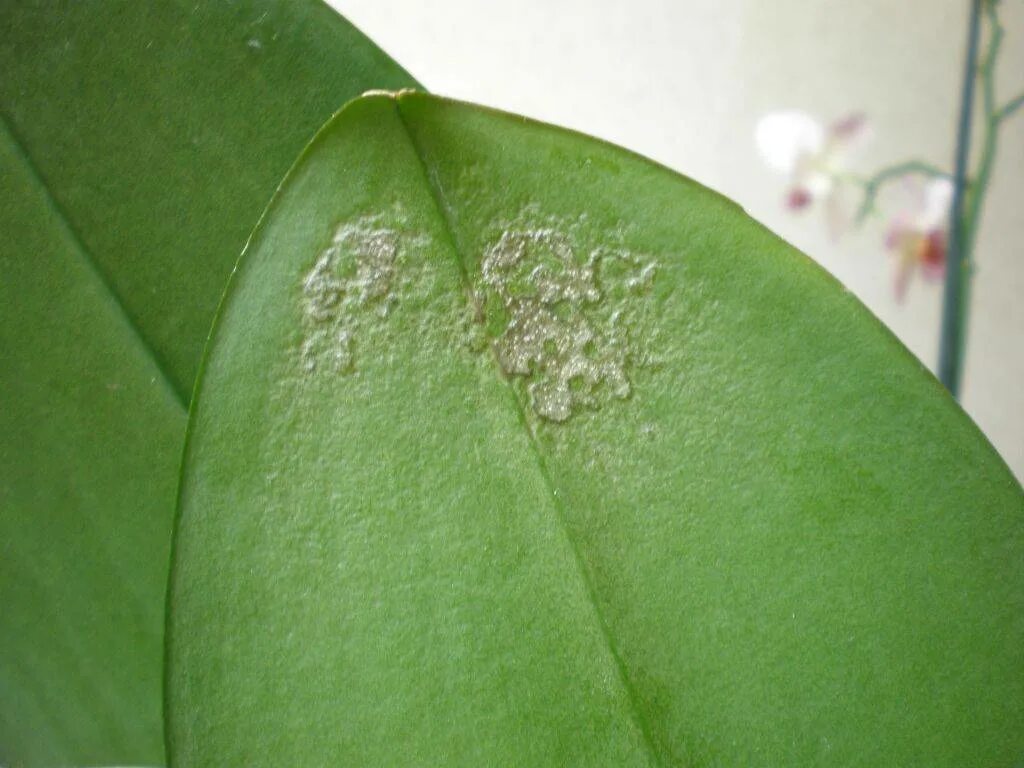У антуриума на листьях чёрная пятнистость. Почему появляются пятна на цветах. Антуриум фитофтороз. Антракноз орхидеи. Ржавчина на антуриуме.