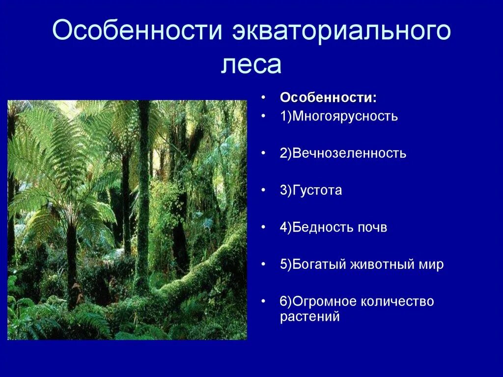 Влажные экваториальные леса особенности природной зоны. Природные зоны Африки.влажный тропический. Характеристика влажно экваториальных лесов. Влажные экваториальные леса характеристика.