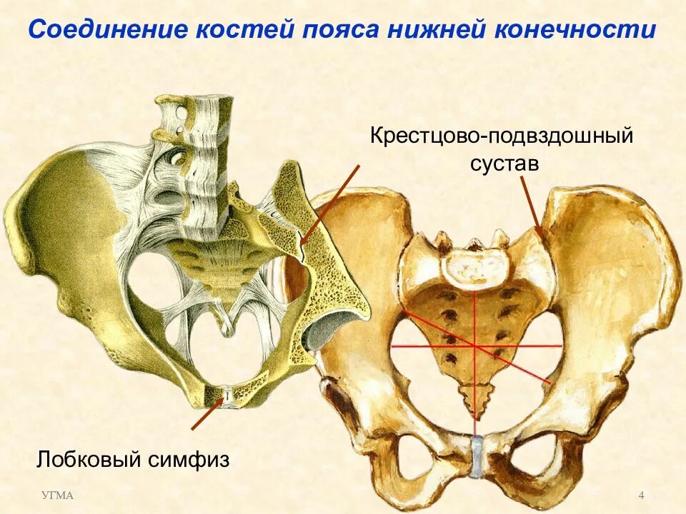 Лобковые кости соединение. Лобковый симфиз соединение костей. Крестцово-подвздошный сустав анатомия. Соединение крестцово подвздошного сустава. Сочленяющиеся кости крестцово подвздошного сустава.