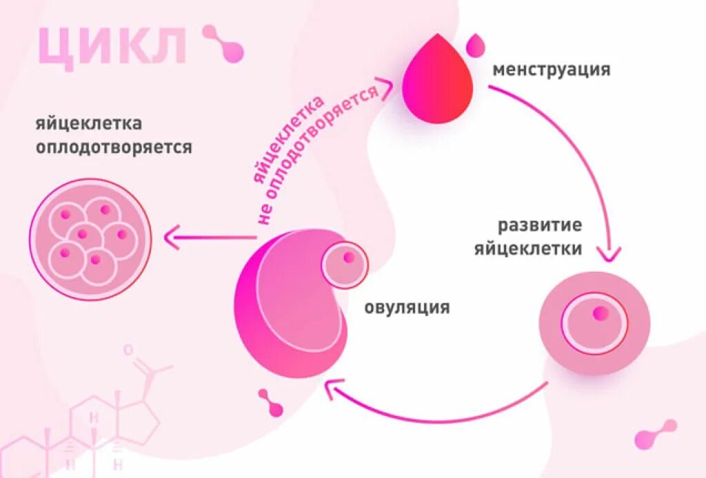 Овуляция. Цикл овуляции. Овуляция это простыми словами. Где происходит созревание яйцеклеток