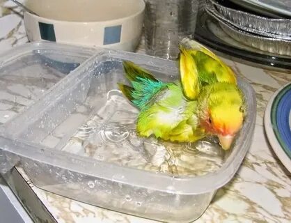 Купалка для кореллы