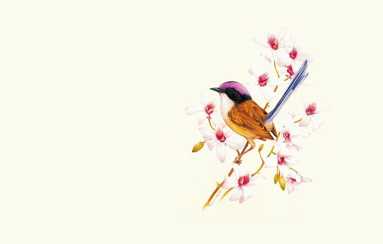 Фоны рисунки птицы. Фон птички. птица на ветке. фон для презентации птицы. красивый фон с птицами.