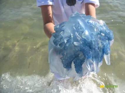 В средиземном море есть медузы
