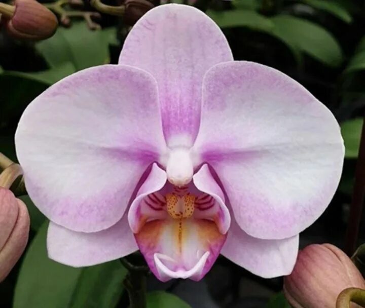 Miki orchids. Phal. miki sakura. фаленопсис сакура 1327. phal. miki sakura &#039;1327&#039;. фаленопсис fangmei rainbow big lip.
