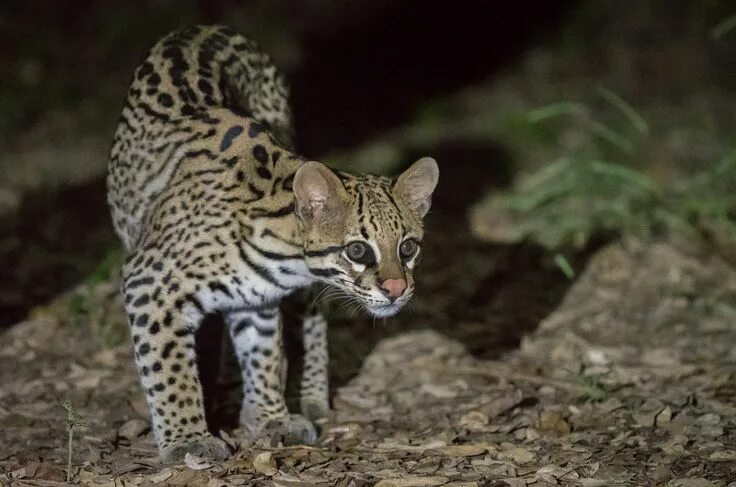 Hoping to see more Babou in Season 7 1920x1080. #Followme #CooliPhone6Case on #T