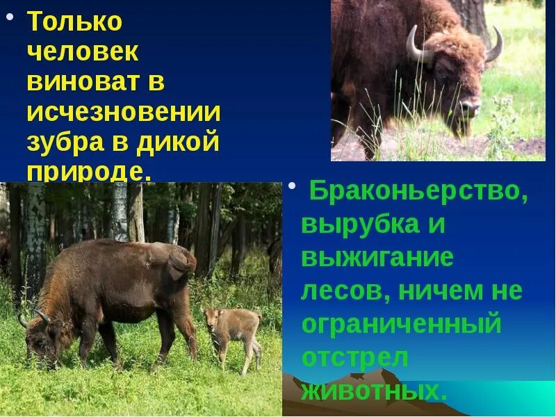 Зубр причины. Зубр красная книга 2 класс окружающий мир доклад. Зубр красная книга. Зубр красная книга ростовской области. Зубр под угрозой исчезновения.
