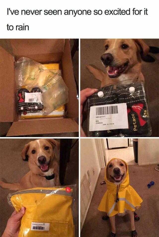 Врубай шуфика мем. Happy dog мем. шуфик собака. собака мем включи шуфика. врубай шуфика собака.