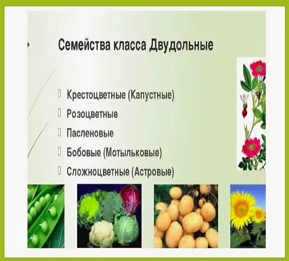 Таблица отличительные признаки классов покрытосеменных. Параграф 26 биология 6 класс пономарева. Двудольные семейство розоцветные. Семейство биология 6 класс. Биология 6 класс двудольные семейство пасленовых.
