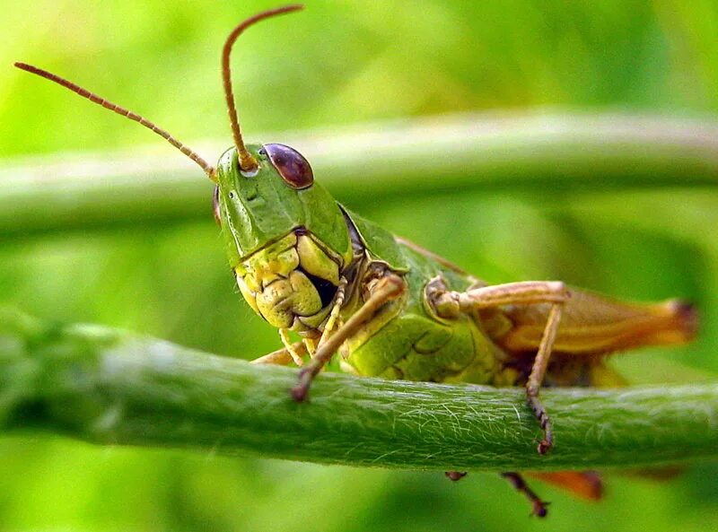 Кузнечиковые прямокрылые. Кузнечики кусаются. Ловля насекомых. Можно кузнечик. Сверчки кузнечики саранча.