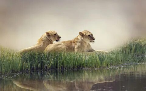 Wildlife nature