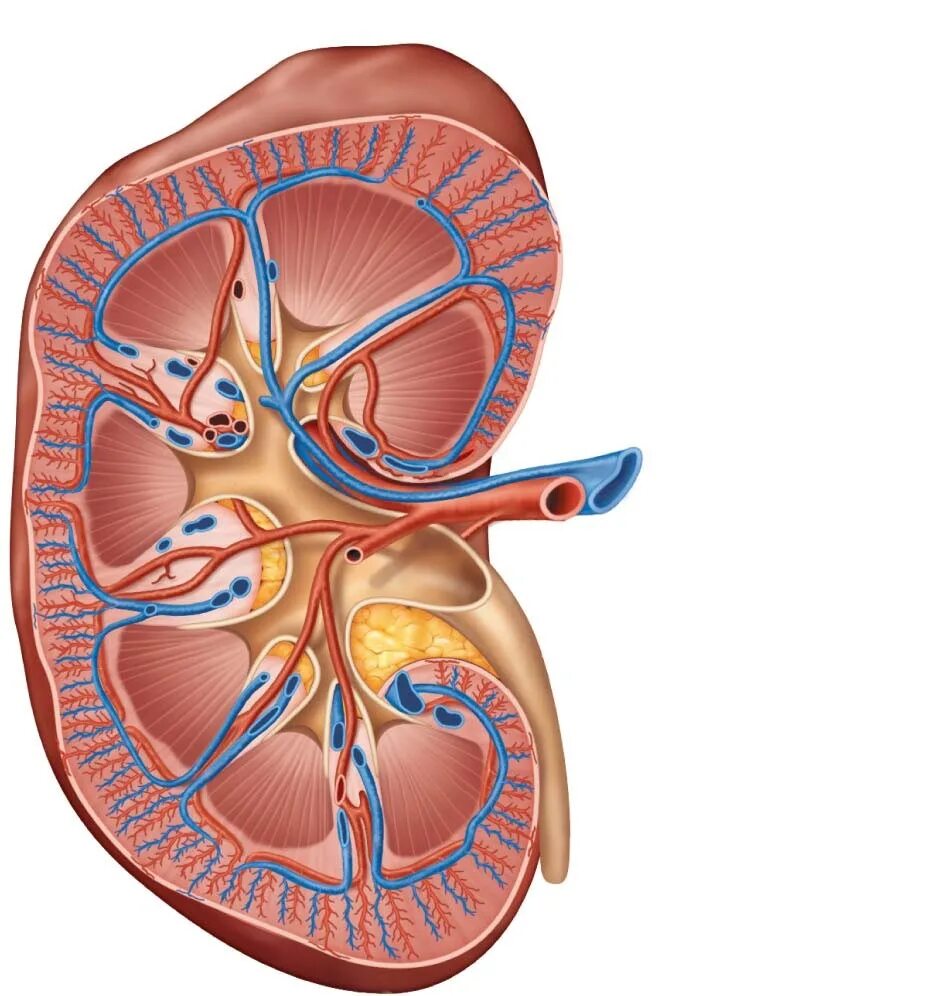 Какие капилляры в почках. Кровоснабжение почки анатомия. Кровообращение почки анатомия. Кровеносная система почек человека. Схема кровообращения почек.