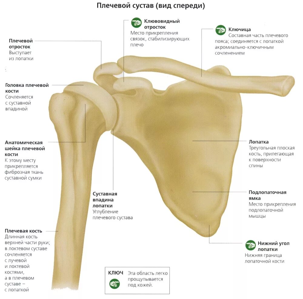 Анатомия плечевого сустава. Строение лопаточно плечевого сустава. Строение костей плечевого пояса анатомия. Структуры, образующие плечевой сустав. Кости плечевого сустава и ключица.