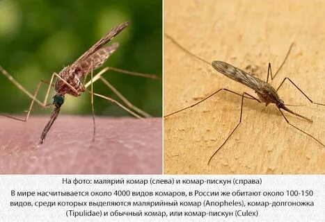 Малярийный комар и обычный отличия