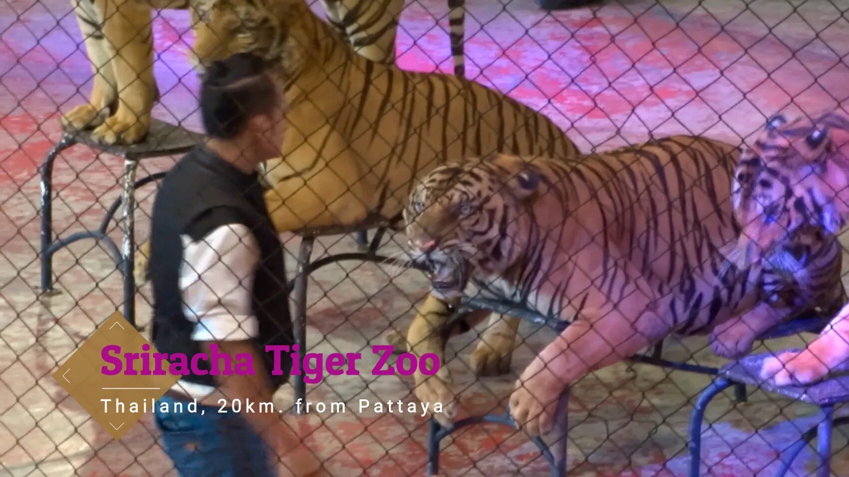 Стихотворение про зоопарк для детей. Загадка про зоопарк для детей. Секреты зоопарка коламбус. Тайный зоопарк / haechijianha. Таинственный зоопарк книга.