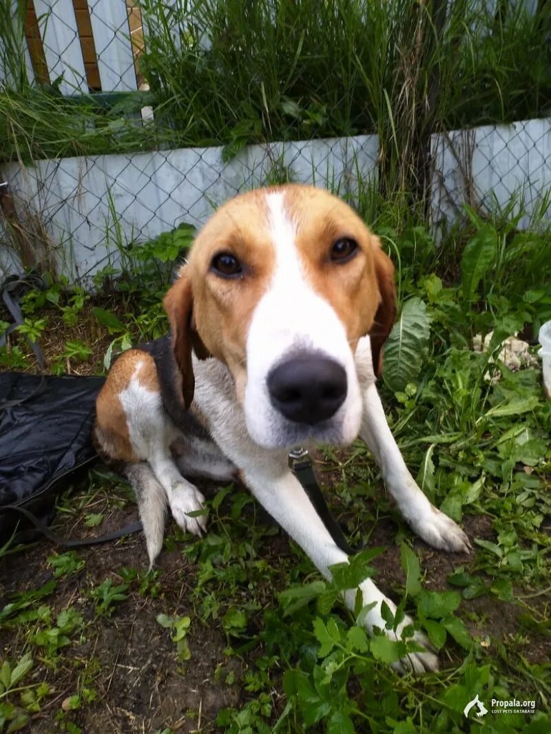 Русская гончая чепрачного окраса. Брянск пропала собака гончая. Собаки породы гончая в нижегородской области. Пегая гончая собака абрек. Найдена собака гончая.