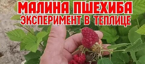 Урожайность малины пшехиба