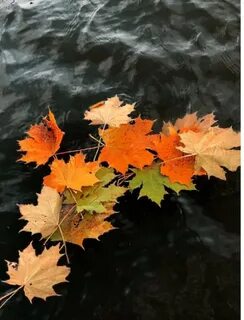 Лист клена на воде