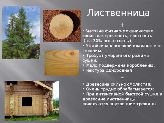 Роль лиственницы. Лиственница характеристика древесины. качество древесины лиственницы. лиственница порода дерева. свойства древесины.