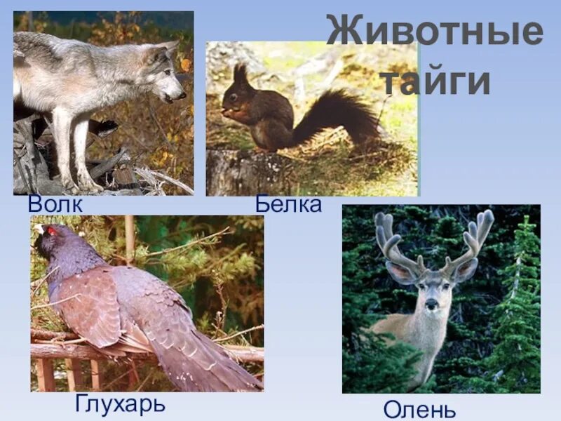 Какие животные в природной зоне тайга. Животные тайги. Обитатели тайги животные. Животный мир тайги в России. Название животных тайги.