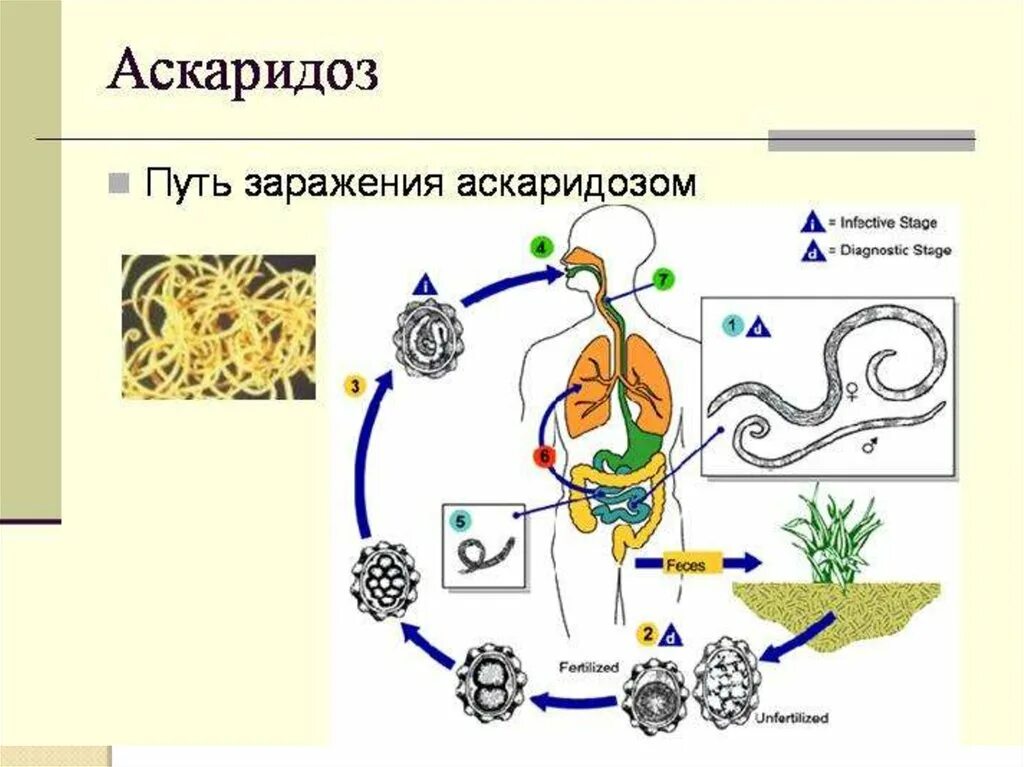 Какие продукты источник аскаридоза. Схема развития человеческой аскариды. Аскарида человеческая пути заражения человека. Путь развития человеческой аскариды. Жизненный цикл аскариды человеческой схема.