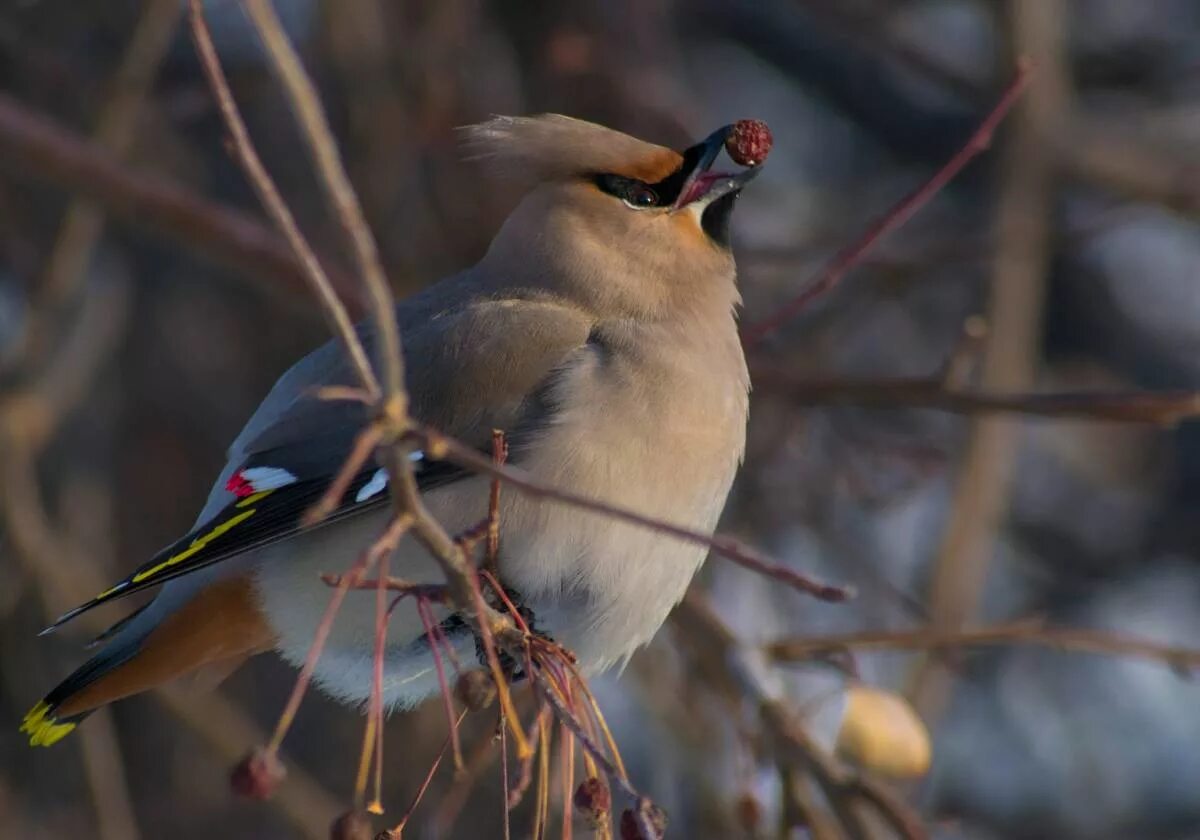 Bohemian Waxwing (Bombycilla garrulus). Birds of Siberia.