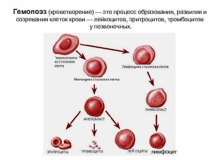 Стадии развития крови. Жизненный цикл эритроцита схема. Процесс образования эритроцитов схема. Эритропоэз схема эритроциты. Цикл развития эритроцитов.