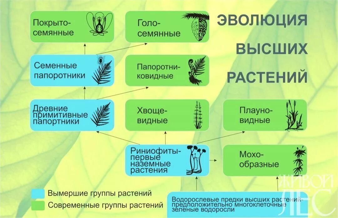 Водоросли хвощи покрытосеменные голосеменные. Схема происхождения высших растений 5. Этапы происхождения растений 5 класс биология. Эволюция высших растений. Эволюция. Растения.