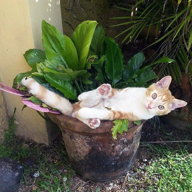 Cat plants. Кошка в цветочном горшке. Кошка в горшке с цветами. Кот на горшке. Горшок для кошек.