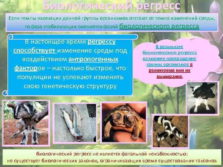 Какие виды находятся в состоянии биологического регресса