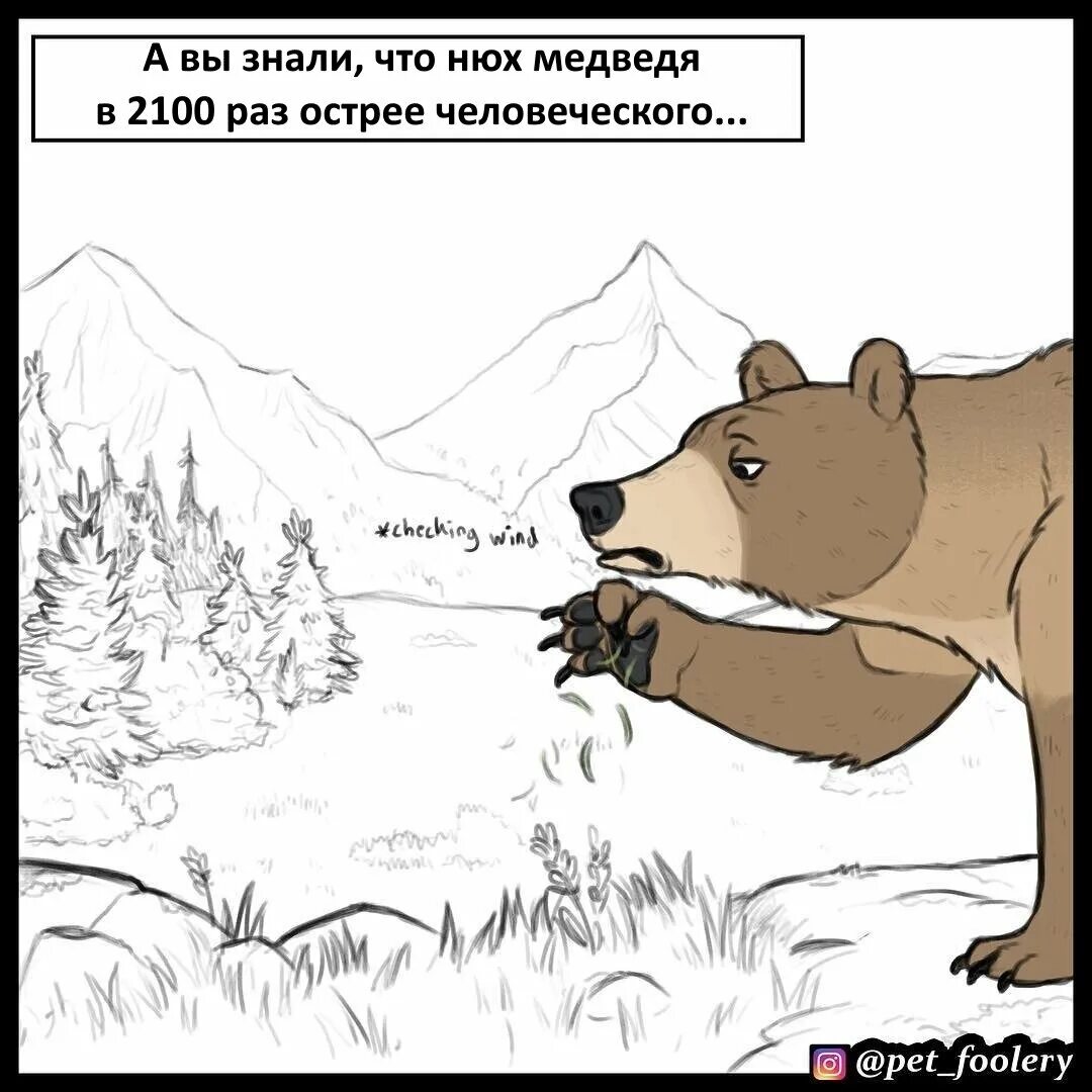 Ковид нюх. Нюх медведя. Сила медведя. Медвежий нюх. Ориентация медведь.