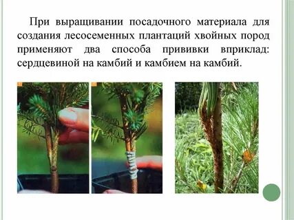 Виды посадочного