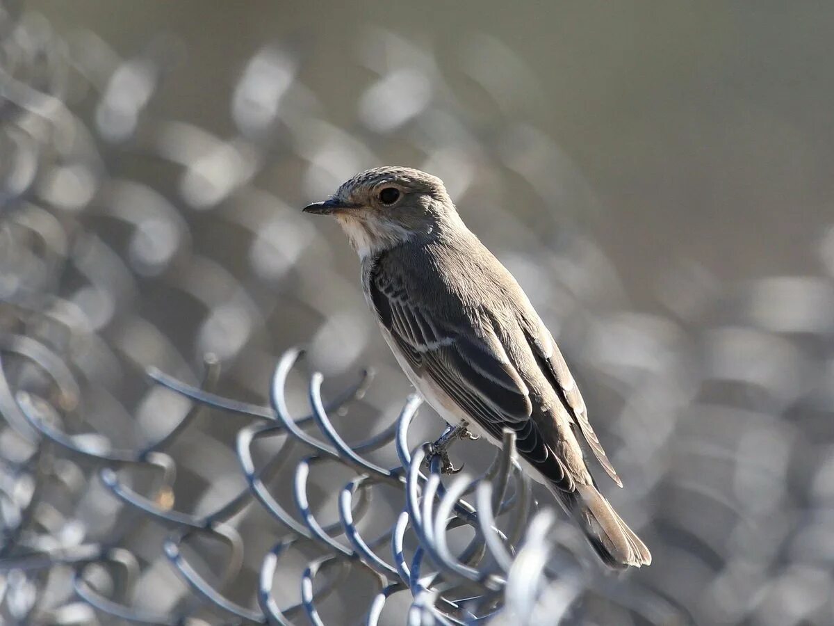 Не замеченная серая птичка выпорхнула из кустов. Серая мухоловка (Muscicapa striata). Мухоловка серая – Muscicapa striata (Pallas, 1764). Лесная сорокопутовая мухоловка. Бирюзовая хохлатая мухоловка.