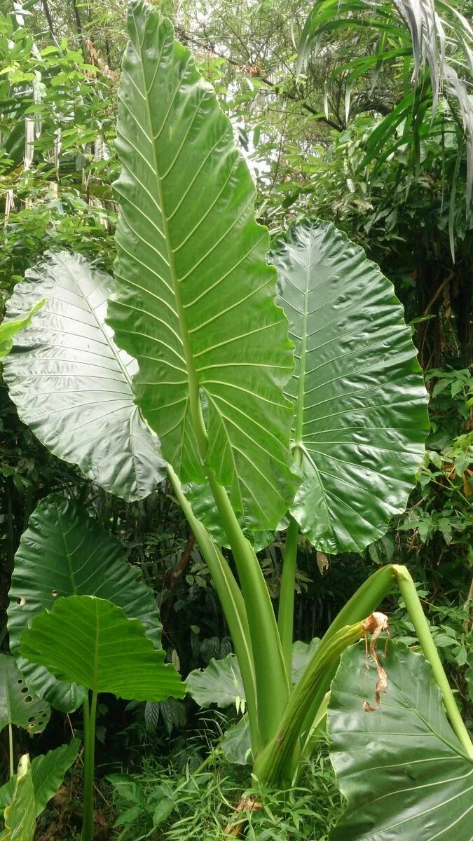 Аллоказия. Алоказия Ivory Coast. Цветок алоказия Арма. Алоказия Арма крупнокорневая. Алоказия Lowrider.