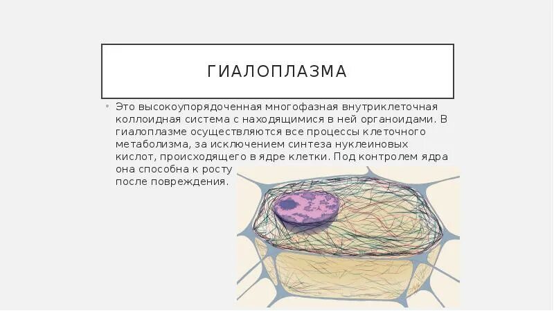 Цитоплазма место расположения в клетке Фотографии КЛЕТОЧНЫЙ УРОВЕНЬ КАКИЕ ПРОЦЕССЫ