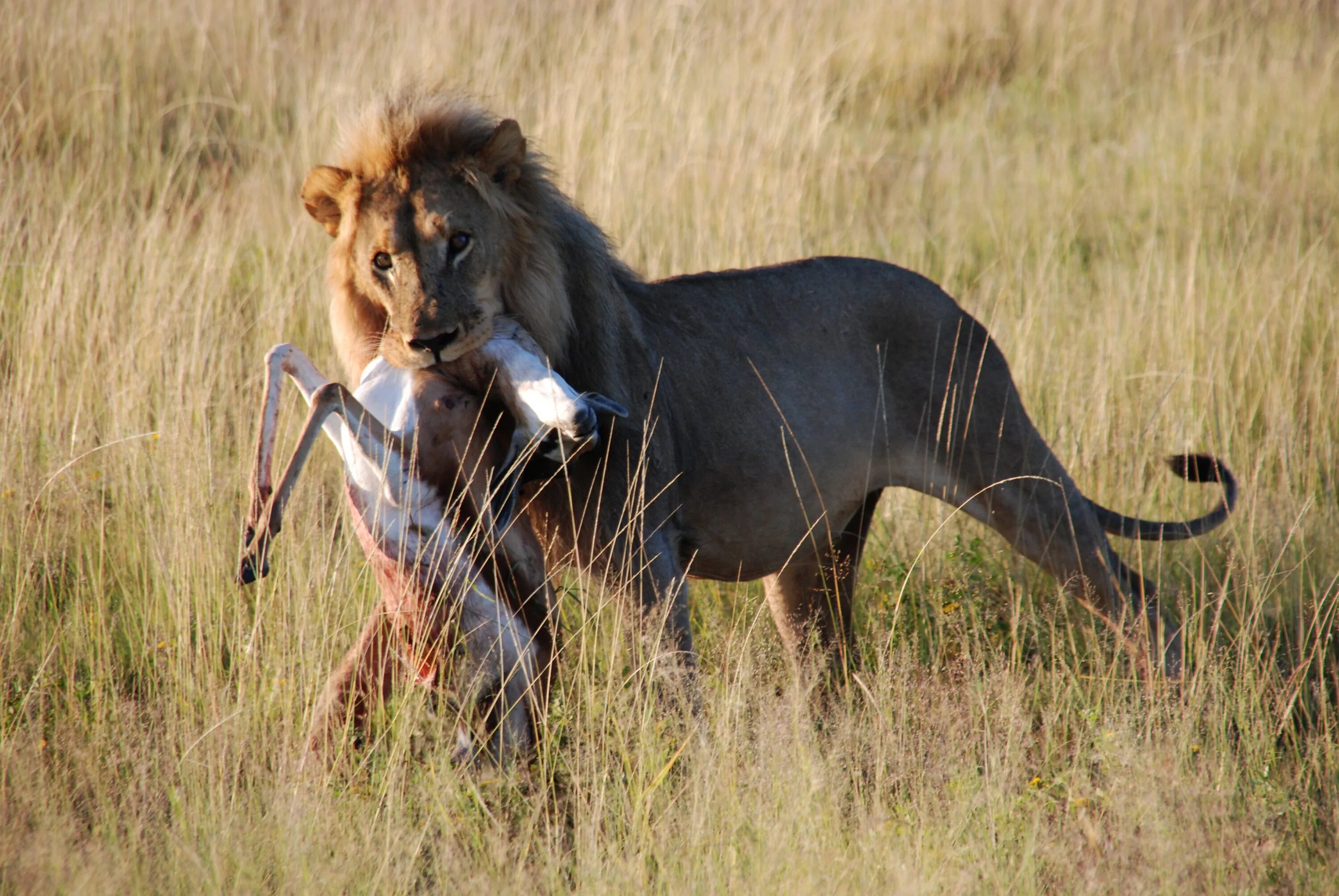 Лев гонится. Национальный парк Серенгети львы. Львы в саванне. Прайд в Серенгети.