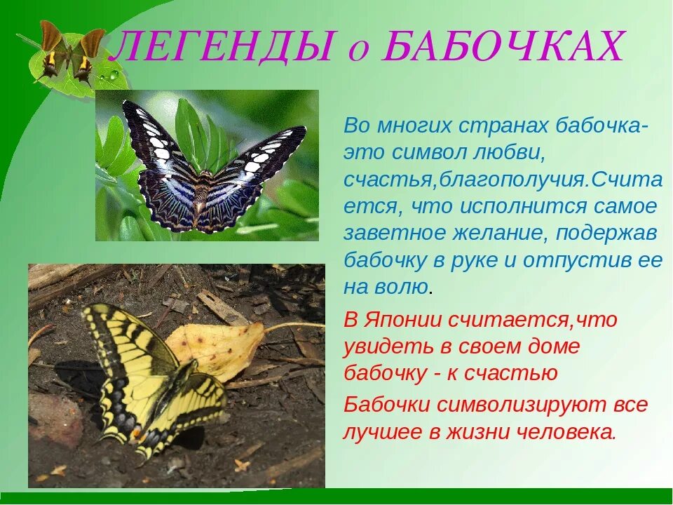 Описание бабочки. Интересные факты о бабочках для детей. Бабочки в мифах и легендах. Легенда о бабочке для детей. Текст описания бабочки
