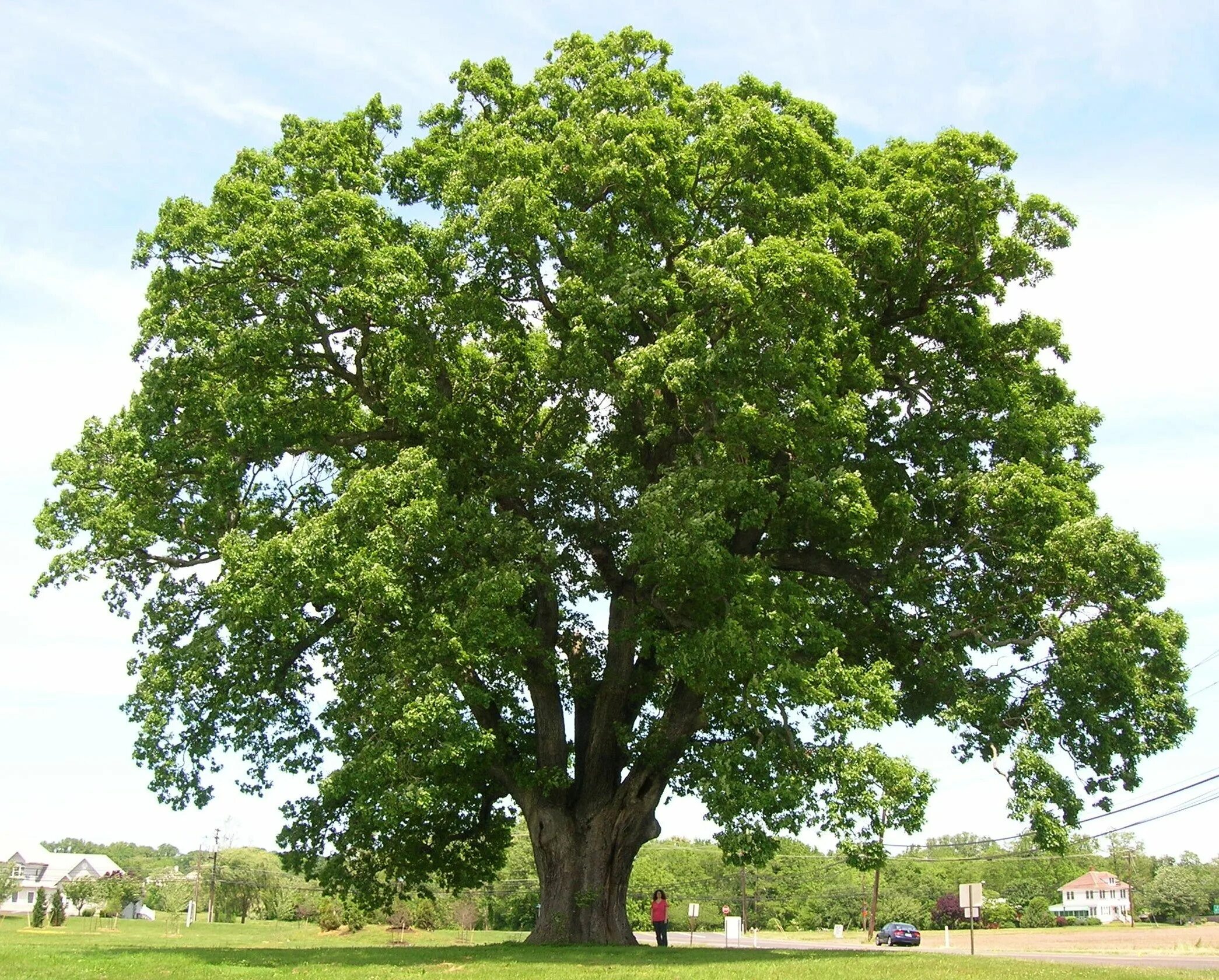 Фото дерева. Дуб черешчатый крона. Дуб Quercus Alba. Дуб черешчатый Анапа. Дуб черешчатый Concordia.