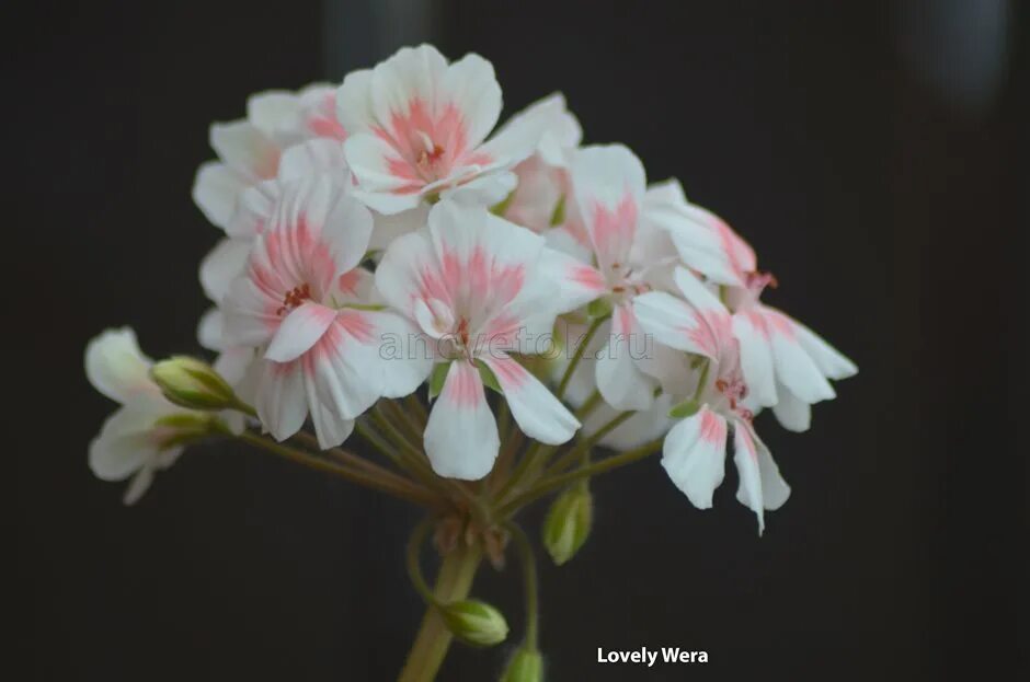 пеларгония австралиан пинк. пеларгония зональная lorena. джеки гоулд плющелистная пеларгония. герань таира феврония. Jacey зональная пеларгония.