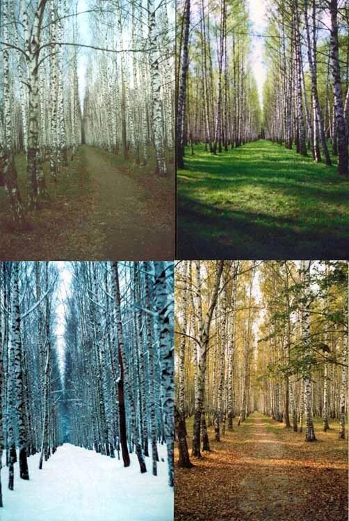 Пейзаж в разное время года. Пейзаж времена года. И летом и зимой одинаковый. Пейзаж по временам года. И летом и зимой одинаковый.