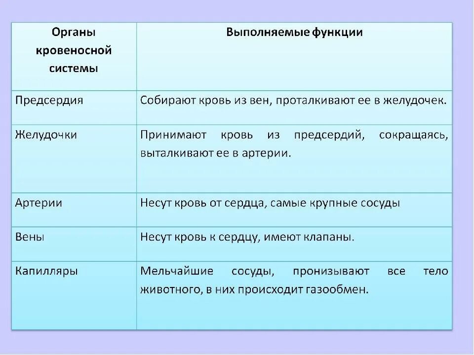 Функции второй группы. Кровеносная система органы и функции. Органы кровеносной системы и их функции. Кровеносная система органов функции и строение. Кровеносная система функции таблица.