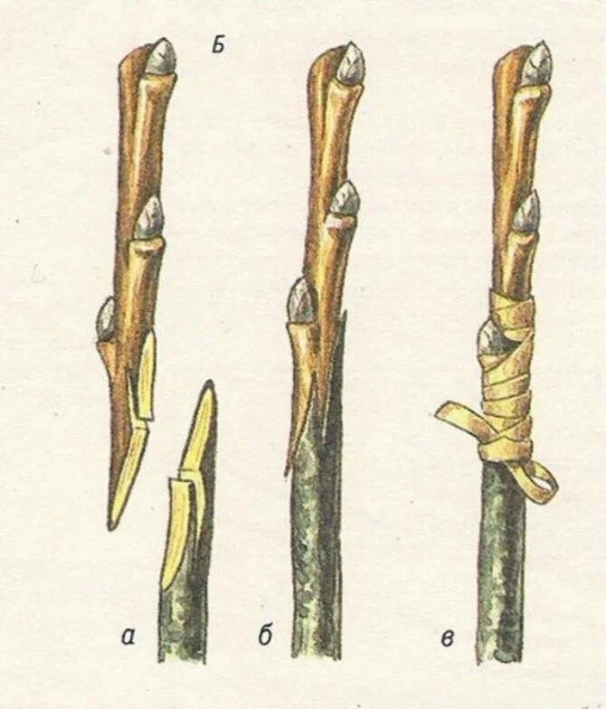Как делать прививку яблони. Зимняя окулировка плодовых деревьев. Прививка яблони методом окулировки. Улучшенная копулировка яблони. Прививка черенком улучшенная копулировка.