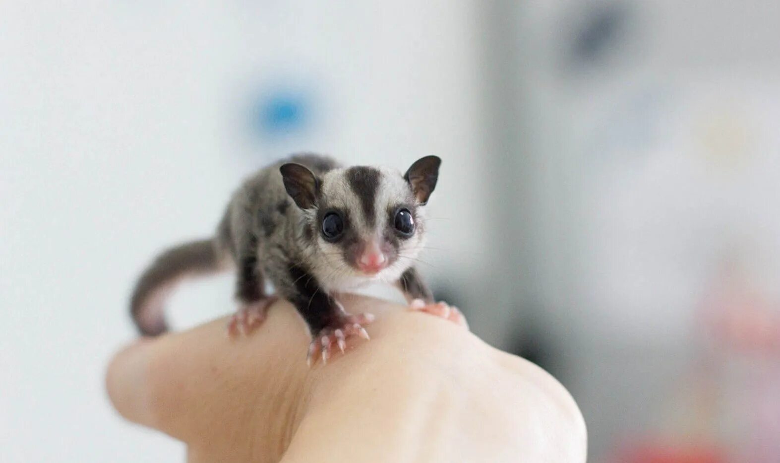 крошечный хороший